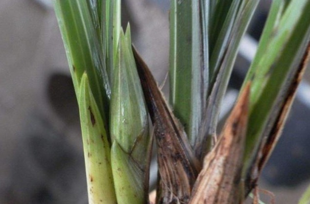 蕙兰不开花，花苞干枯，开品不好，原因只有一点没有做好！