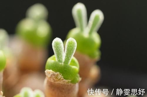 喜欢多肉的小伙伴，几种多肉不要养，不然会后悔的！