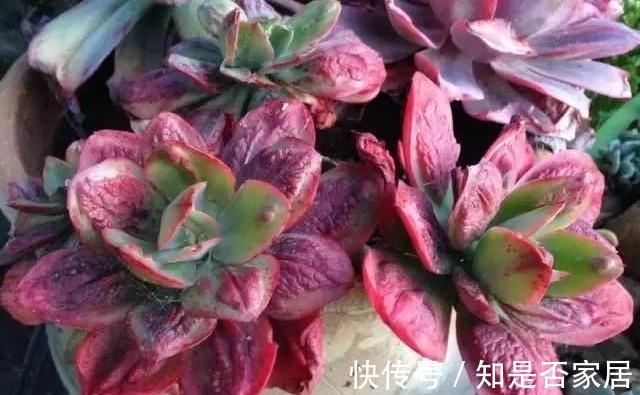 多肉植物狂野男爵，原始野性而又非主流，第一印象确实有点丑