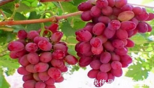 解毒|想长寿先排毒,常吃3种食物,促进肝脏解毒,预防妇科疾病