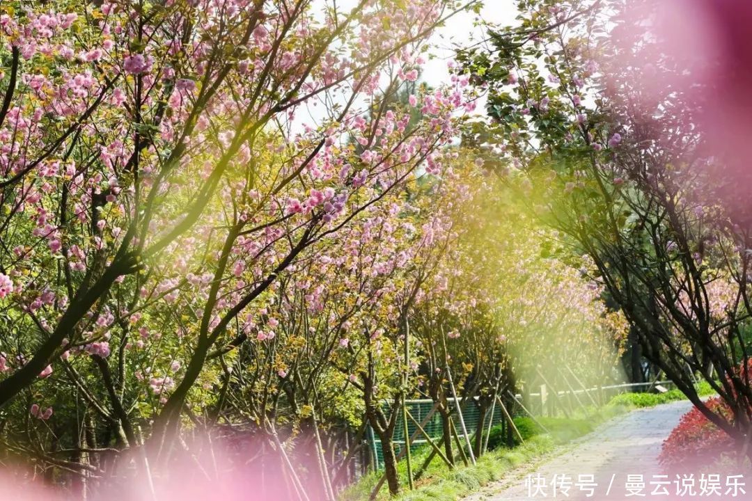 赏花|古镇村落，采茶赏花你能想到的春天玩法这里都有！
