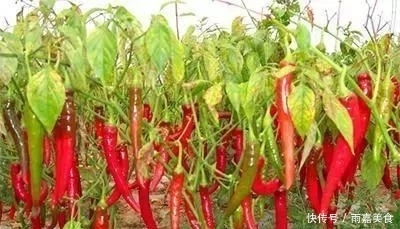 玉米、辣椒、西红柿，什么时候成为我们盘中餐的？