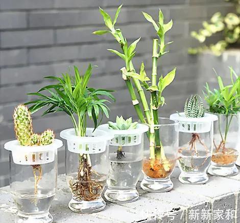 这几种植物不要再放在土里养了，水才是它们真正的家