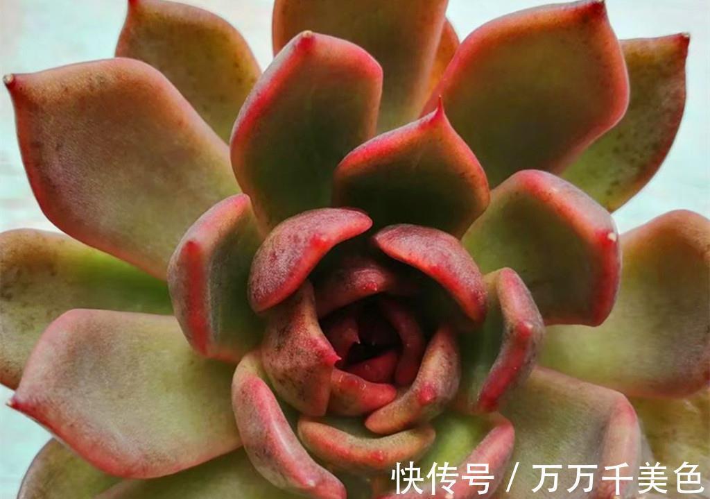 叶心|如何打造甜蜜色多肉?选对品种,养出糖心就是了,很少有人不喜欢