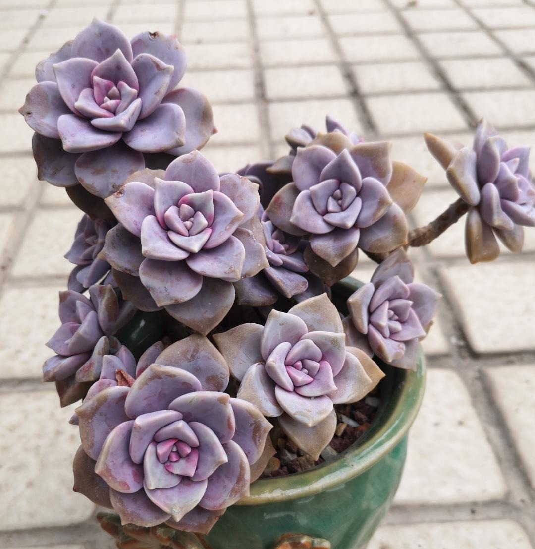 这“三多肉”不怕热,三伏天正常“补水施肥”,咕噜冒崽挤满盆