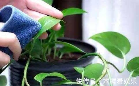 浇花|用啤酒浇花快停下,做错这一步,浇一盆死一盆!