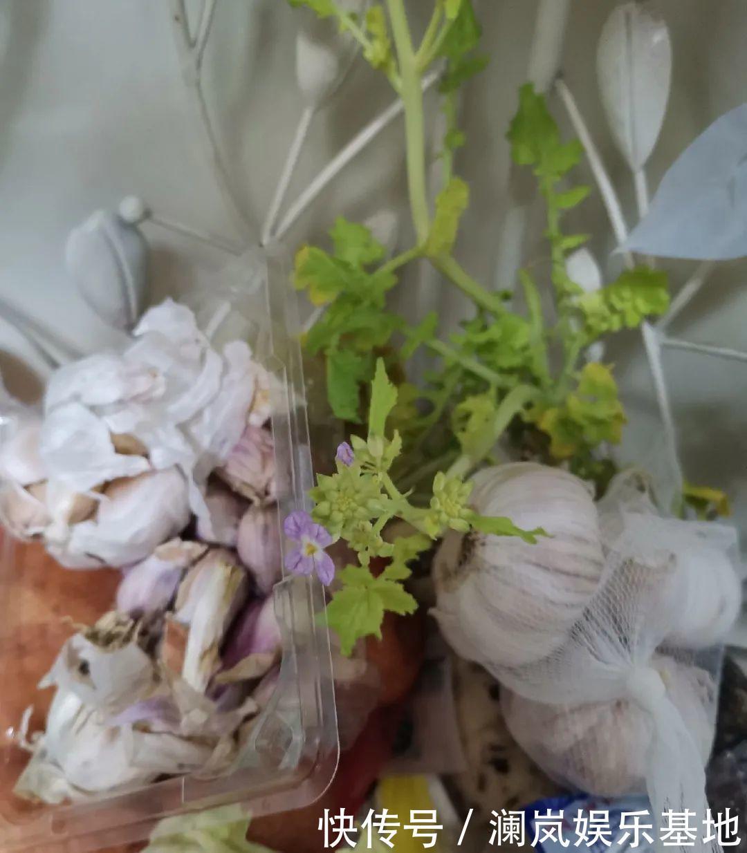 3个月后才回家,家里的花疯了,墙缝、房顶都爬满!