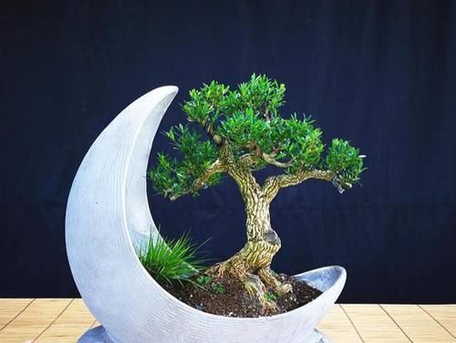  种类|小叶黄杨有哪些种类？适合室内养吗？怎样才能让它更美