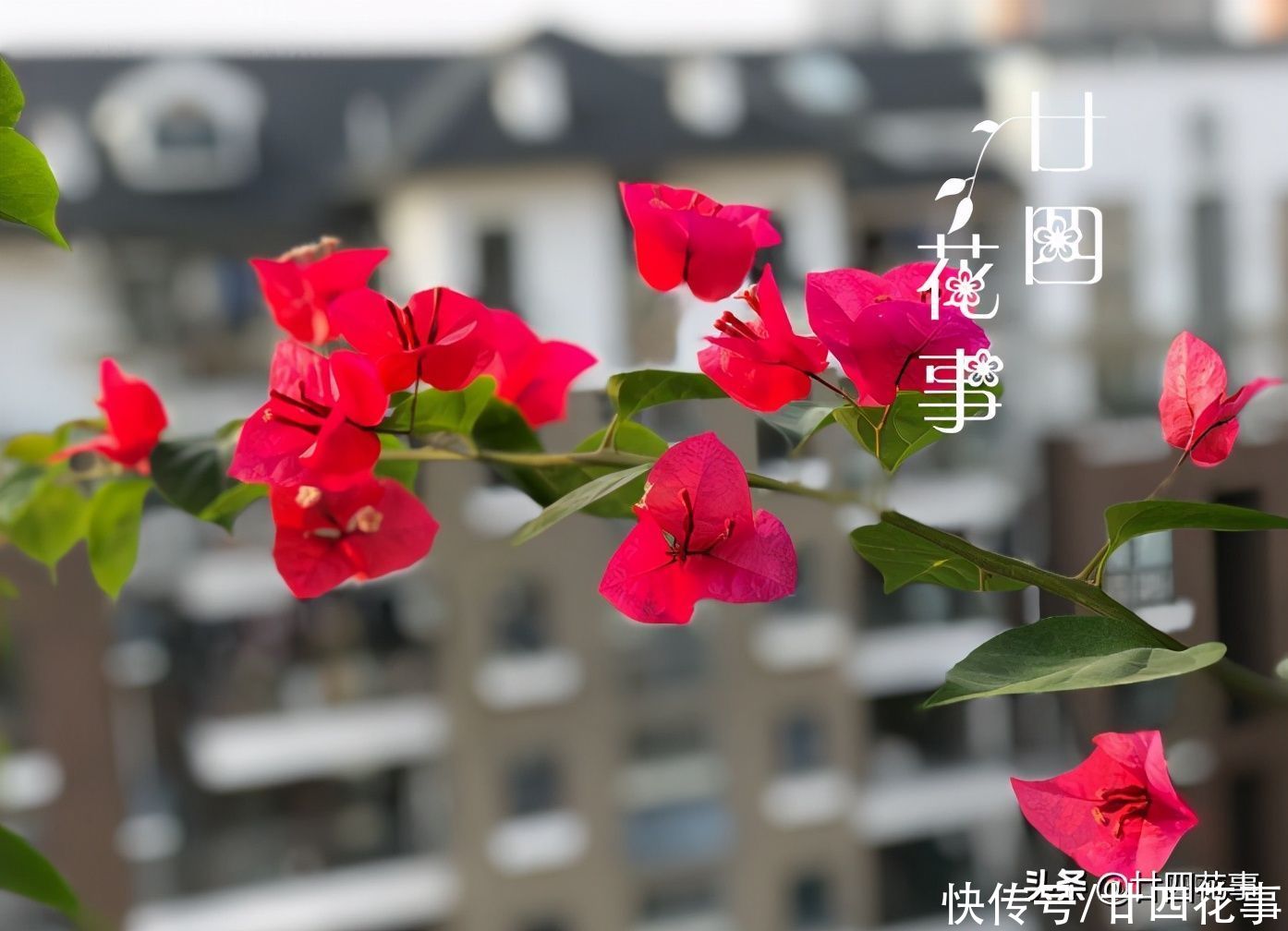 开春后养三角梅，记住4句“口诀”，根系养得好，花朵开得勤