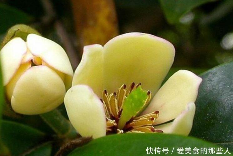 4种便宜花,阳台养几盆,花开香飘溢满屋,阳台变温馨花园