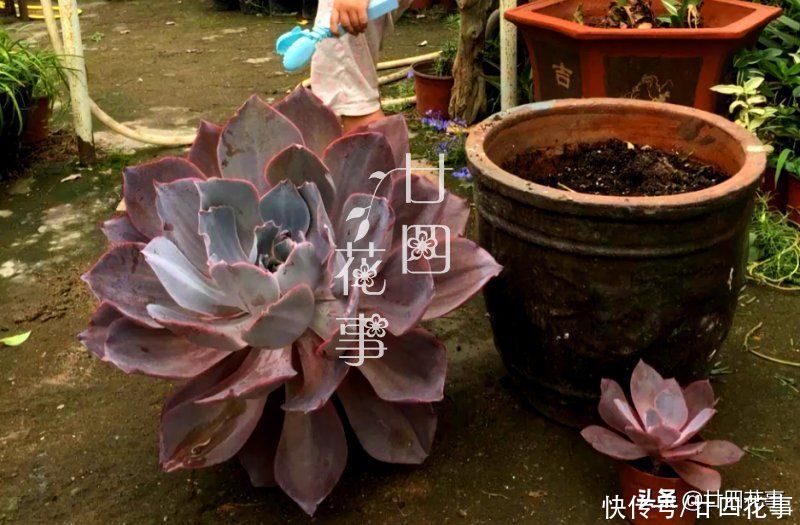 多肉植物|大神用水缸养多肉，两年养出“巨无霸”晚霞，肉友：比人脸还大