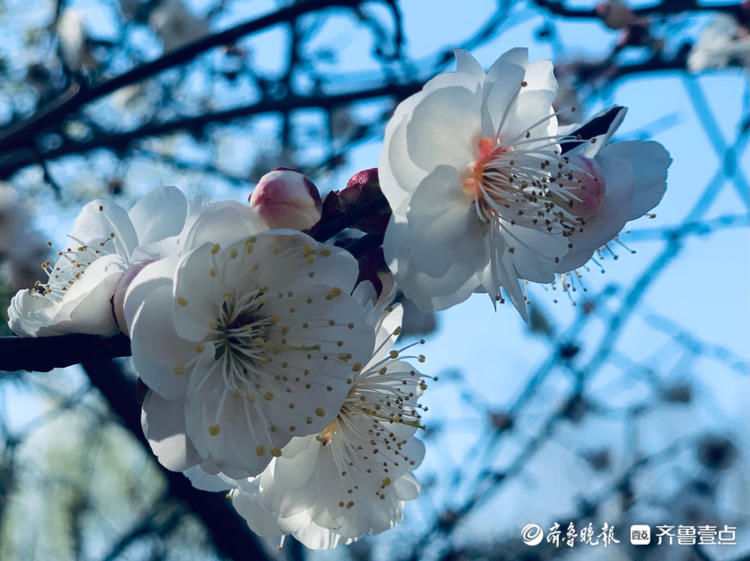 看！朵朵白梅俏立枝头，春的味道愈加浓厚你感受到了吗|情报站| 看！朵朵白梅俏立枝头，春的味道愈加浓厚你感受到了吗\＂,\＂i16\＂:\＂情报站
