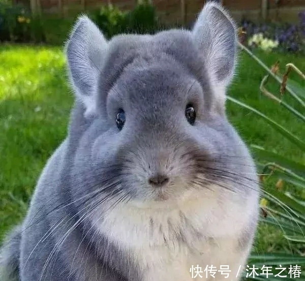 好看|世界上最可爱的动物没有之一,长得不好看,但网友们都想要!