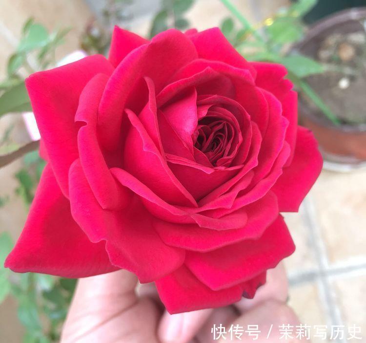 几款植物养在家里,花期长易打理,一盆千百朵,枝头花苞满