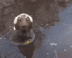 |搞笑GIF:这一跳我给99分,剩下的一份给撑杆!