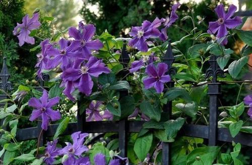 养护|家里养了4种花,夏天也别忘了施肥,不然花香淡开花少