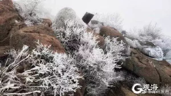 腊八冰雪送福，崂山巨峰现雾凇景观