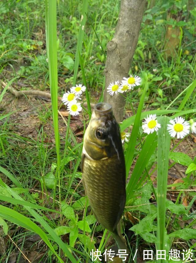 野钓小技巧浮漂做一个小改动,惊鱼几率大降