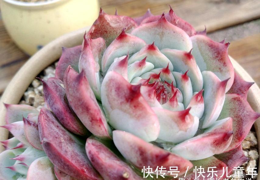 栽种多肉先放土还是“肉”?貌似很简单的问题,但却有很多小技巧