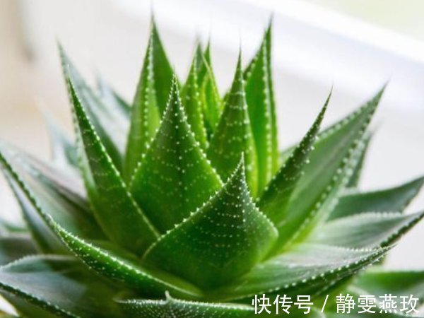 旺宅招财|不要再养绿萝了,客厅养上3种“树”,旺宅招财还养人,寓意还好