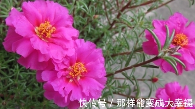 长春花|新手养花，就养容易爆盆，好养易活的花卉，适合懒人养