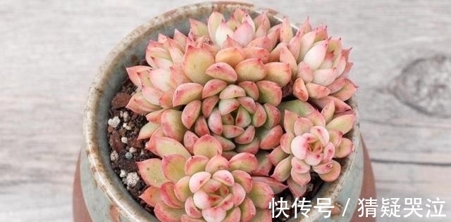 多肉植物中的爆盆之王女雏,人称小荷花,出了状态美得令人陶醉