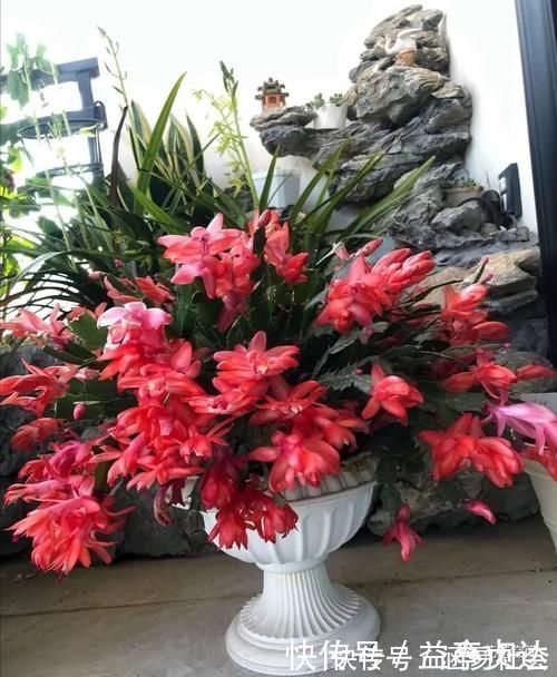 花根|这6种花,浇水越多死的越快,千万管住手,少浇水长得旺