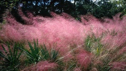 灿烂|又到了粉黛乱子草花开灿烂的时节,在院子就能种,花朵如云雾