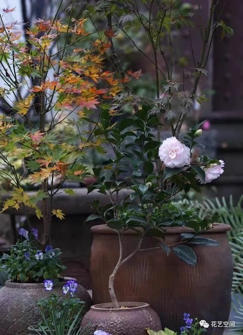 茶花难养活,问题出在这三点,多做2步,迎刃而解