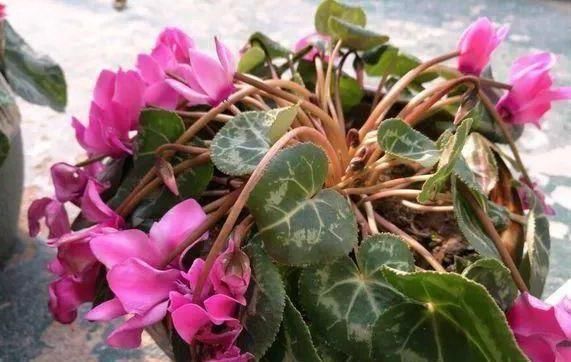 搬走|家中这“4个地方”,万万别“养花”,不然黄叶还烂根,赶紧搬走