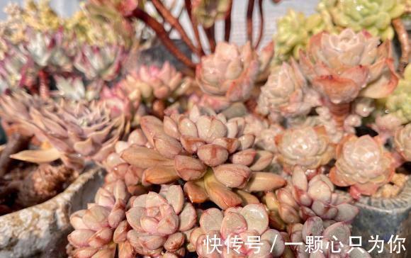 温度|温度越来越低,多肉颜色越来越漂亮了,叶子透红,快要全状态了