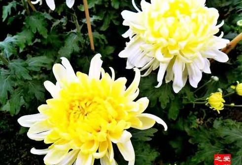 秋风萧瑟，不如养盆”珍稀名菊“黄莲羹，造型独特，妖艳美丽