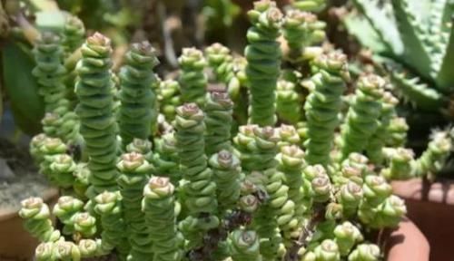养多肉植物钱串景天，注重4个地方，叶肥芽多，轻松爆盆！