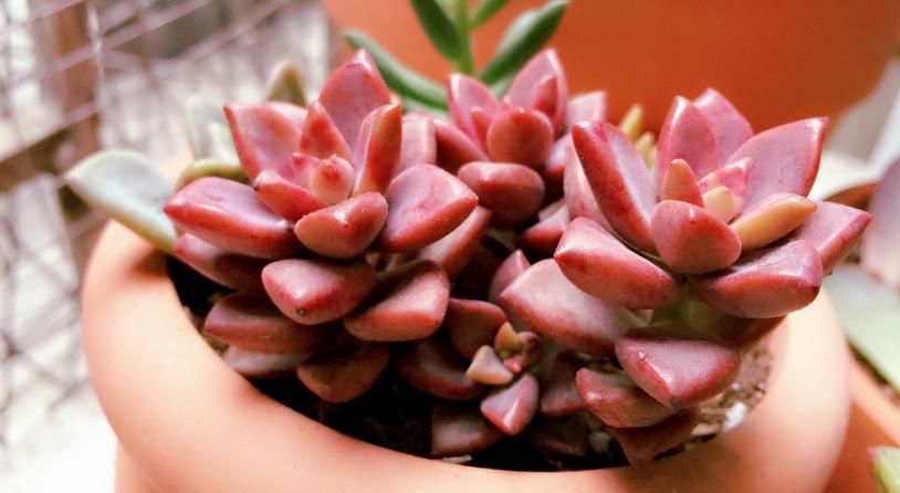 普货多肉不普通，选这3样盆栽成老桩，比贵货还受人欢迎