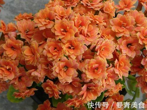 窍门|长寿花，用2个“窍门”，叶片就像“猪耳朵”，花儿紧凑上千朵