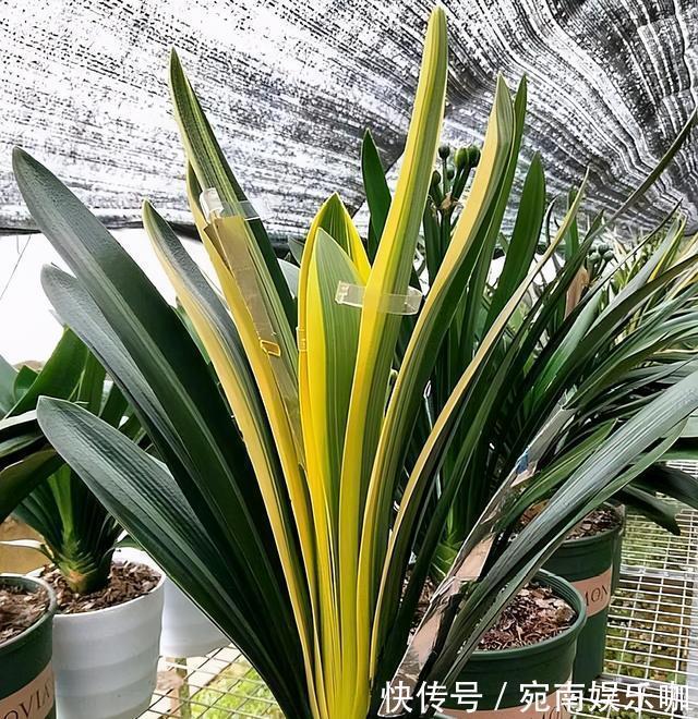 养君子兰，死记硬背5个要点，啥问题也没有，叶子油绿过年满花箭