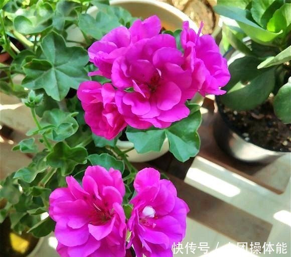 花色|此“花”一年开花好几次,花朵漂亮似玫瑰,养在阳台路人都夸美!