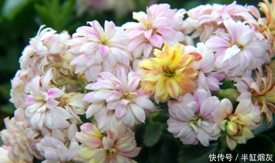 长寿花5月花期结束,休眠前准备3点,9月多分花芽,入冬花量翻倍