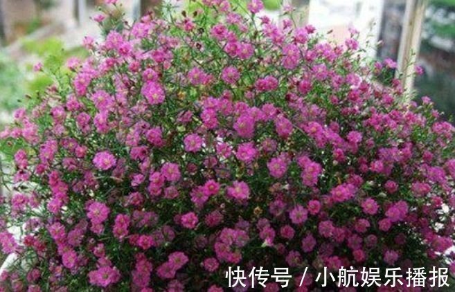 家养此款花卉，开花勤爱爆盆，好养又漂亮，随便一养成花海
