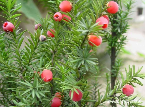 濒危|农村这种濒危树种,树皮煎水喝,固体培元,去邪正气,是抗癌良药