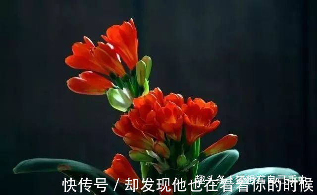 君子兰最爱“2种水”,15天用一次,花剑蹭蹭冒,1年能开2次花!