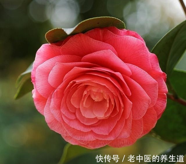 这2种花选个“枝条”,直接插盆里,养1盆活1盆,成功率真高!