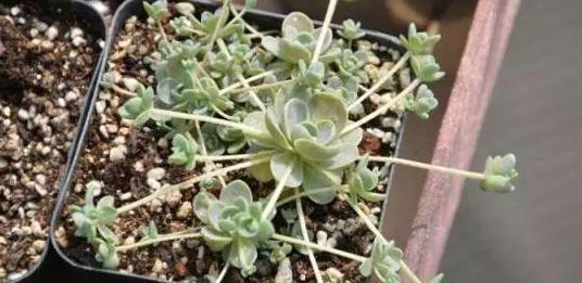 盆栽多肉该如何浇水牢记4个小窍门，花根少受负面影响
