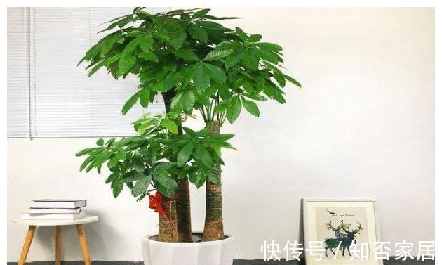 黄金万两|名字霸气,寓意好听的4种植物,比发财树要好,农村山上就有