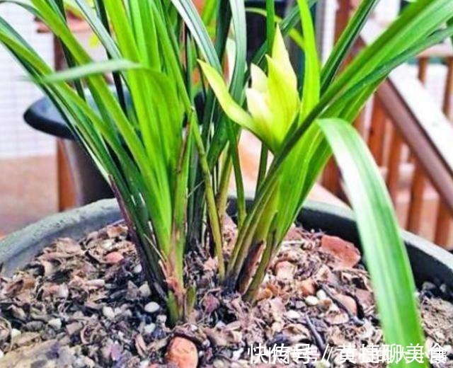 入夏|兰花土加“一料”，安全度夏不烂根，猛窜笋芽，独苗变群兰老桩！