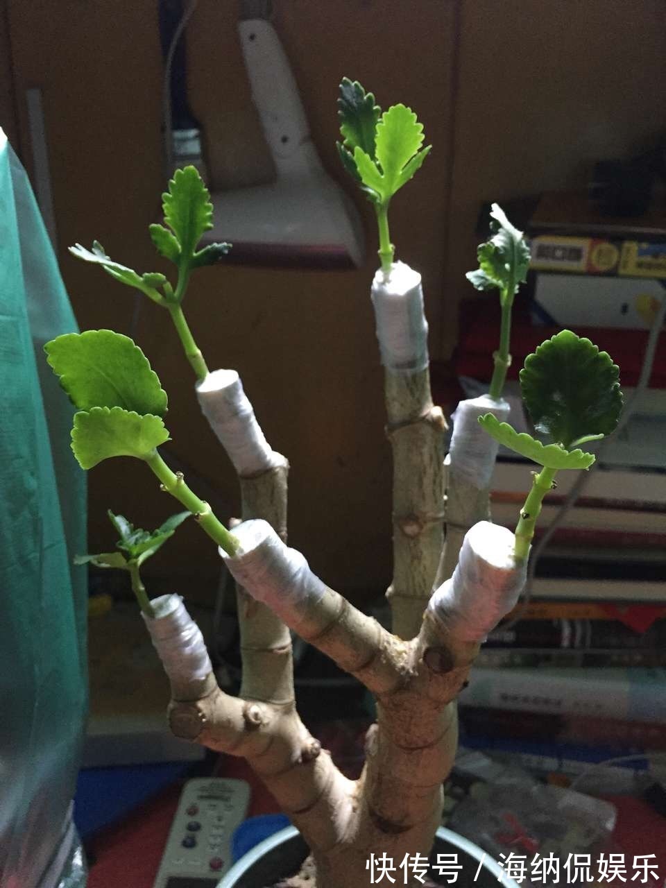 长寿|养花10年，他的长寿花1棵开3种颜色，方法3分钟就学会