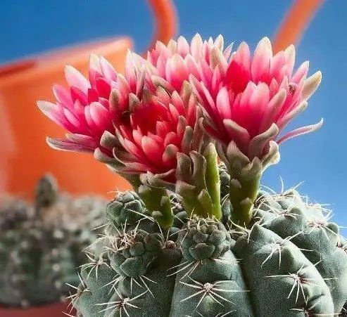 几款适合新手养殖的花草,不怕热不怕冷,不管反而长得旺