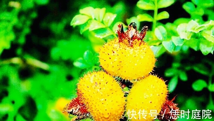 皇帝果|农村此“皇帝果”,女性每天一个,防止妇科病,治感冒,防高血压