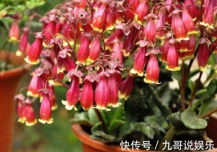 杜鹃花|养花就养这几款,漂亮好养,随便养1盆,比香水好闻,比牡丹更好