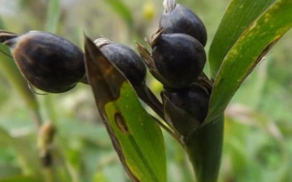 农村地区|农村这种野草,被人们称为“来尿珠”有着不少的价值!